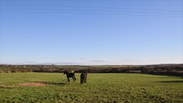 Friesian Horses Running Field — Stock Video