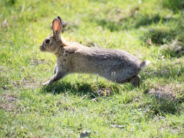 Vahşi tavşanlar doğal tarlalarda yaşıyor. 