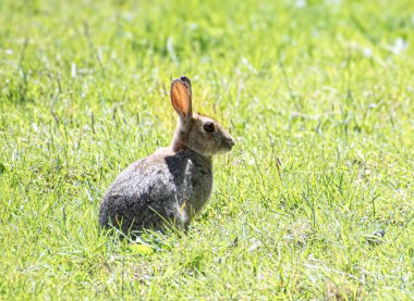 Küçük vahşi tavşan tarlada koşup eğleniyor. 
