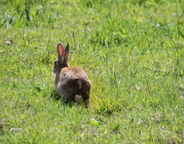 Small wild  rabbit  running and  playing  in the  field   enjoying  the  countryside  clipart