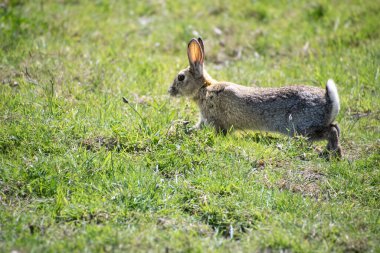 Small wild  rabbit  running and  playing  in the  field   enjoying  the  countryside  clipart