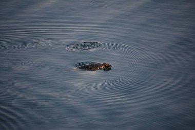 Atlantik gri foku deniz kabuğunda dalgalanmalar oluşturuyor.