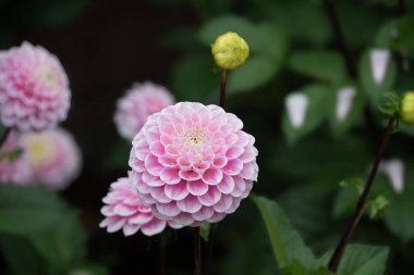 Pink  pom pom dahlia  single  bloom   clipart