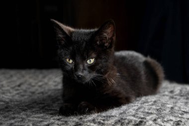 Şişmiş bir battaniyenin üzerinde oturan küçük siyah kedi yavrusu.