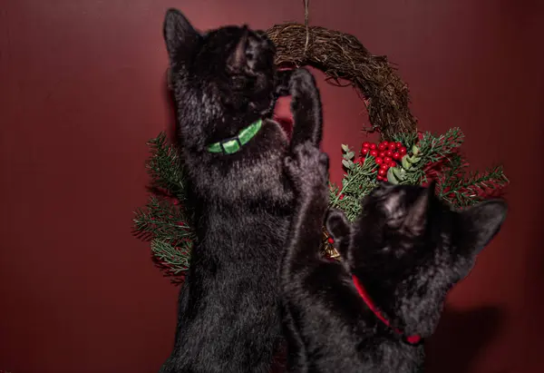 Noel süslemeleriyle oynayan iki siyah kedi yavrusu 