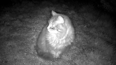 Kedi gece kamerasının önünde oturuyor. Kızıl ötesi görüntü. Çimlerin üzerinde oturan kedi. 