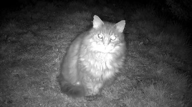 Kedi gece kamerasının önünde oturuyor. Kızıl ötesi görüntü. Çimlerin üzerinde oturan kedi. 