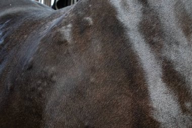 Tatlı kaşıntıdan (yaz egzamasından) etkilenen siyah atın yakın çekimi boynunda ve yelesinde şişlik ve tahriş olmuş deri gösteriyor. Midye ısırıklarına karşı bu alerjik reaksiyon atlarda yaygındır ve rahatsızlık, kaşıntı ve saç kaybına neden olabilir..