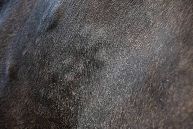 Tatlı kaşıntıdan (yaz egzamasından) etkilenen siyah atın yakın çekimi boynunda ve yelesinde şişlik ve tahriş olmuş deri gösteriyor. Midye ısırıklarına karşı bu alerjik reaksiyon atlarda yaygındır ve rahatsızlık, kaşıntı ve saç kaybına neden olabilir..