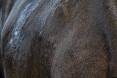 Tatlı kaşıntıdan (yaz egzamasından) etkilenen siyah atın yakın çekimi boynunda ve yelesinde şişlik ve tahriş olmuş deri gösteriyor. Midye ısırıklarına karşı bu alerjik reaksiyon atlarda yaygındır ve rahatsızlık, kaşıntı ve saç kaybına neden olabilir..