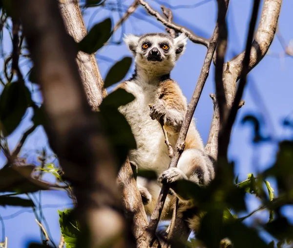 Madagaskar ormanlarındaki doğal ortamında yakalanan halka kuyruklu lemurun (lemur catta) çarpıcı görüntüsü