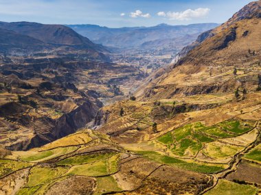 Colca Kanyonu 'nun panoramik manzarası ve onun basamaklı tarlaları, Peru