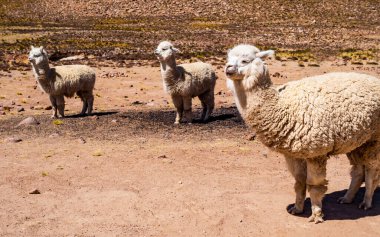 Salinas Y Aguada Blanca Ulusal Rezervi, Arequipa Bölgesi, Peru 'da güzel alpakalar otluyor.