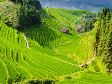 Longji Rice Terraces, Çin 'in Guilin şehrinden yaklaşık 100 km uzaklıktaki Longsheng County' nin Longji kasabasında yer almaktadır. Longji tam anlamıyla ejderha omurgası demek.