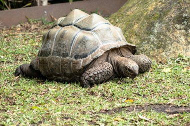 Aldabra Giant Tortoise roaming about, Melbourne Zoo