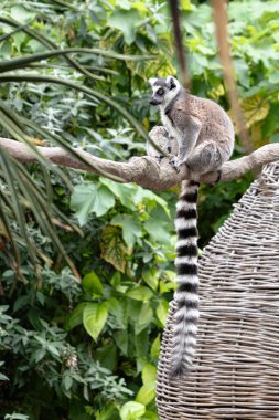 Ring-Tailed Lemur, at Melbourne Zoo
