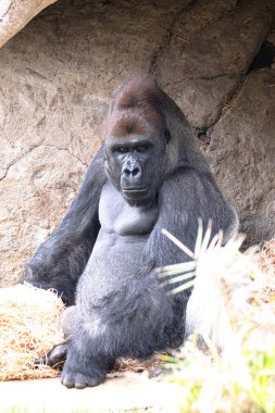 Gorilla playing with piles of plant material, Melbourne
