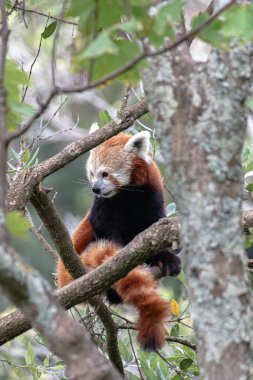 Ağaç dalında kırmızı panda, arka planda bırakır