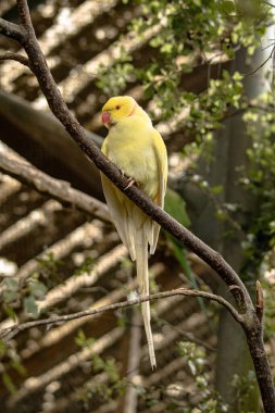 Kızılderili Halka Boyunlu Muhabbet kuşu, New Plymouth 'ta vuruldu. Psittacula krameri manillensi