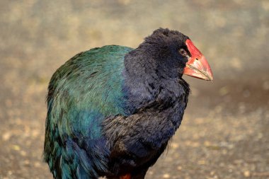 Yeni Zelanda yerli kuşu, Takahe