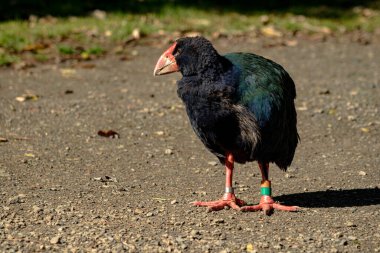 Yeni Zelanda yerli kuşu, Takahe