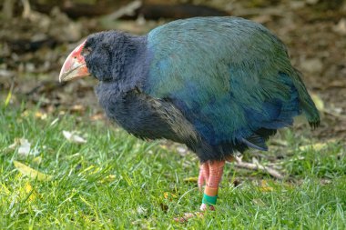 Yeni Zelanda yerli kuşu, Takahe