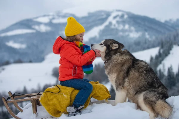 有趣的男孩与哈士奇的狗在雪橇在冬天的雪地自然景观 孩子们抱着柔嫩的哈士奇狗 宠物之爱 — 图库照片