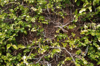 Çiçek soyut. Yeşil arkaplan, duvar kağıdı konsepti, doğa yaprağı arka planı