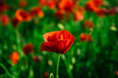Anzak günü afişi. Anzac 'ı hatırla, tarihi savaş hafızası. Anzak geçmişi. Haşhaş tarlası, Anma Günü, Yeni Zelanda, Avustralya, Kanada ve İngiltere 'de Anma Günü. Kırmızı gelincikler
