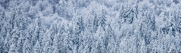 Winter Nature Banner Winter Nature Design Winter Christmas Landscape Background — Stock Photo, Image