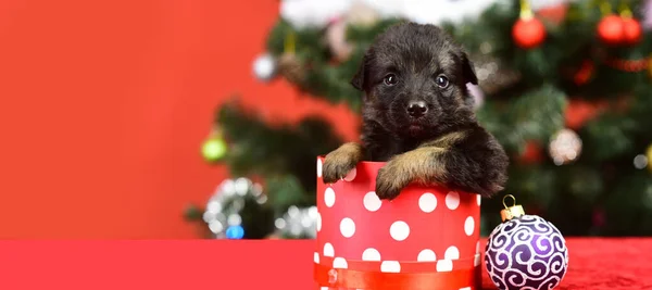 Kiskutya Egy Karácsonyi Ajándékban Kiskutya Ajándékdobozok Újévi Háttérrel Karácsony Vicces — Stock Fotó