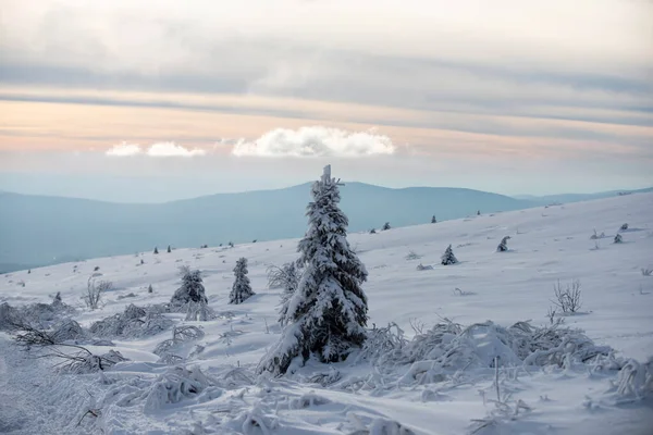 Natureza Inverno Desenho Fundo Inverno Neve Geada Com Espaço Livre — Fotografia de Stock