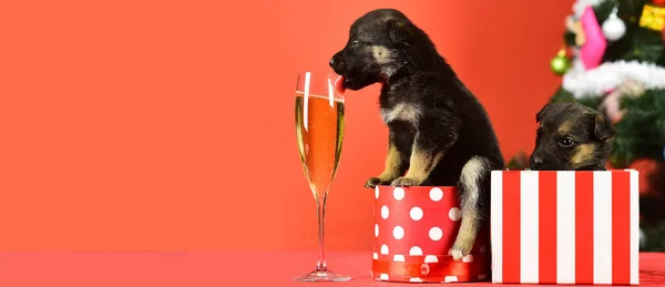 Puppy drink champagne. Funny pyppy dog with champagne. Puppy and gift boxes on new year background, christmas. Funny puppy in a gift box for Christmas