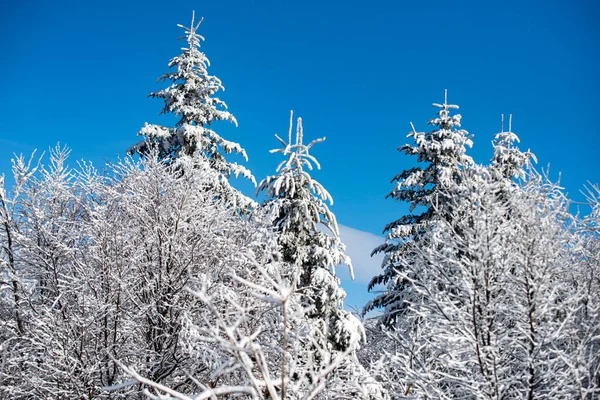 Zimowa Scena Śnieżnym Lasem Ośnieżone Drzewa Górach Zimowym Krajobrazie Zimowe — Zdjęcie stockowe