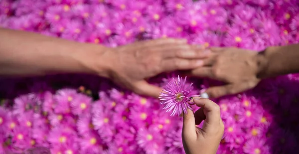 全家人手放在粉红的衬托上 粉红的雏菊质地背景 父母们手握紫红色的洋甘菊背景 支持和关爱家人的手势 — 图库照片