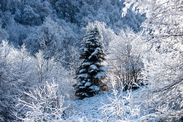 Zimowa Scena Śnieżnym Lasem Zimowy Las Bożego Narodzenia Opadającym Śniegiem — Zdjęcie stockowe