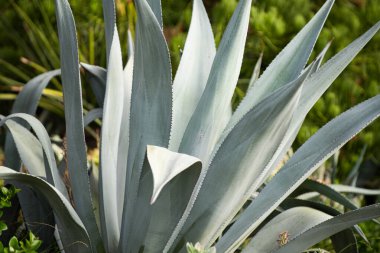 Agave kaktüsü. Çöl tepeciklerinde kaktüs, kaktüs ya da kaktaceae deseni