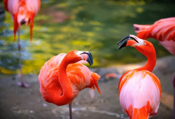 Piękne Flamingi Spacerujące Wodzie Zielonym Tle Traw Amerykański Flamingo Spacerujący — Zdjęcie stockowe