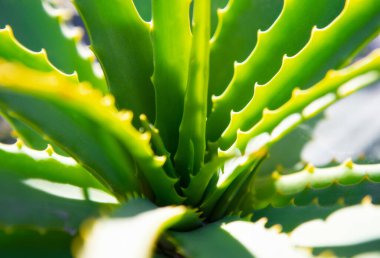 Aloe vera bitkisi, aloe bitkisi makrosu