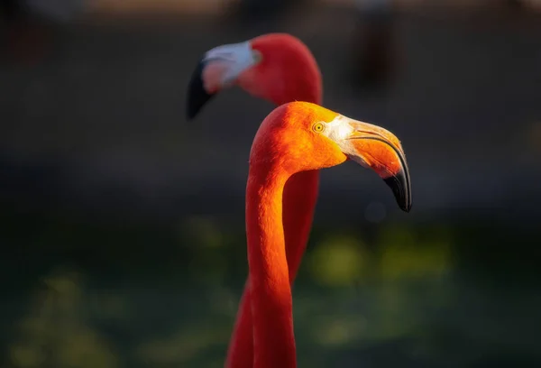Close Retrato Flamingo Rosa Natureza Phoenicopterus Ruber Contacto Próximo Com — Fotografia de Stock
