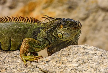 Yeşil kertenkele iguanası. İguana ejderhası.