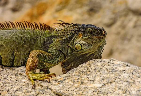 Gröna Ödlor Leguan Iguanadrake — Stockfoto