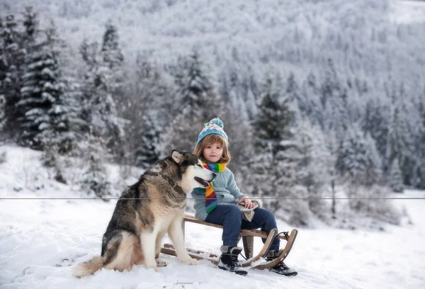 Jogos Ativos Inverno Livre Para Crianças Com Cão Husky Feliz — Fotografia de Stock