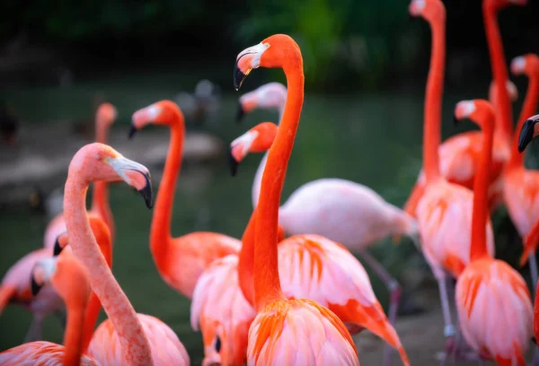 Group Flamingoes Pink Flamingos Green Background Phoenicopterus Roseus Flamingo Family — 스톡 사진
