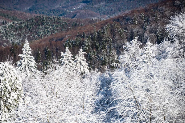 Zimowe Wakacje Podróże Zimowy Las Bożego Narodzenia Opadającym Śniegiem Drzewami — Zdjęcie stockowe