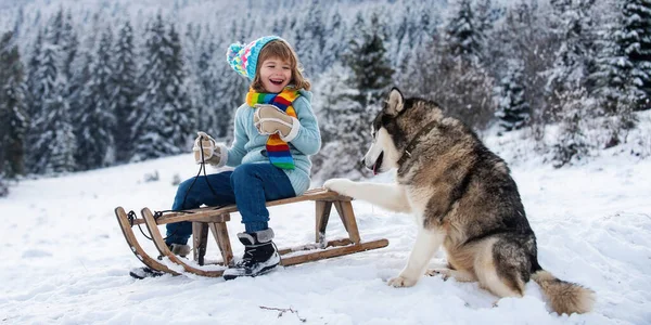 带着狗的孩子在冬天的雪地里滑着雪橇 — 图库照片