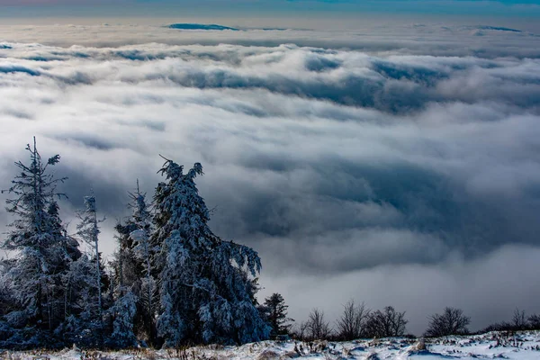 Inverno Con Alberi Gelo Coperti Nei Cumuli Neve Magica Foresta — Foto Stock