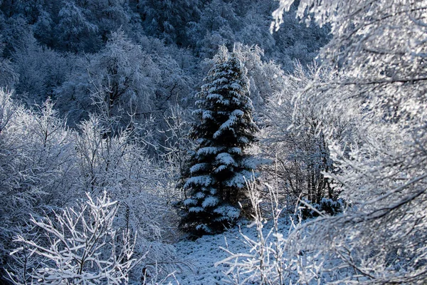 Zimowa Scena Śnieżnym Lasem Zimowy Krajobraz Drzewami Pokrytymi Śnieżnymi Chrapaczami — Zdjęcie stockowe