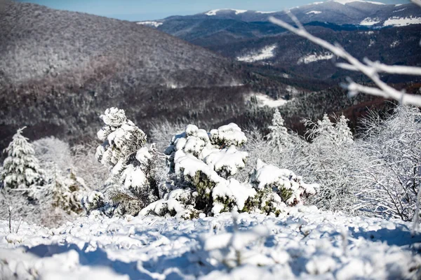 Zimowe Wakacje Podróże Zimowy Krajobraz Mroźna Scena Mroźnych Drzew Śnieżnym — Zdjęcie stockowe