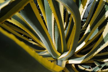 Agave yeşili. Kaktüs sırtı, kaktüs tasarımı ya da kaktaceae deseni